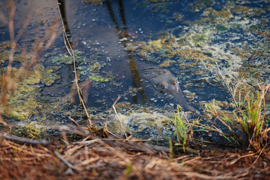 A crocodile in the shallow Fogg Dam wetlands.