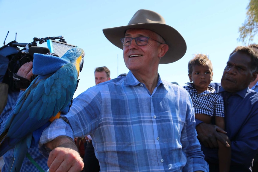Malcolm Turnbull looks at a parrot on his arm