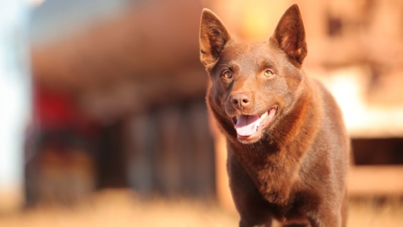 Red Dog: Blue Dog film to tell early life of WA's most famous canine - ABC  News
