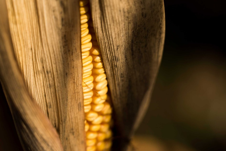 A corn cob about to be harvested