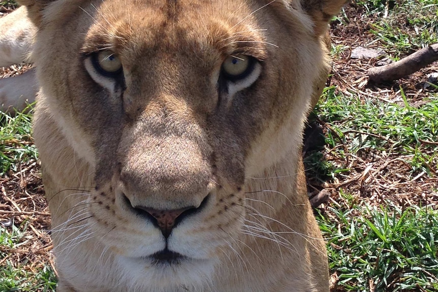 Lion at Darling Downs Zoo