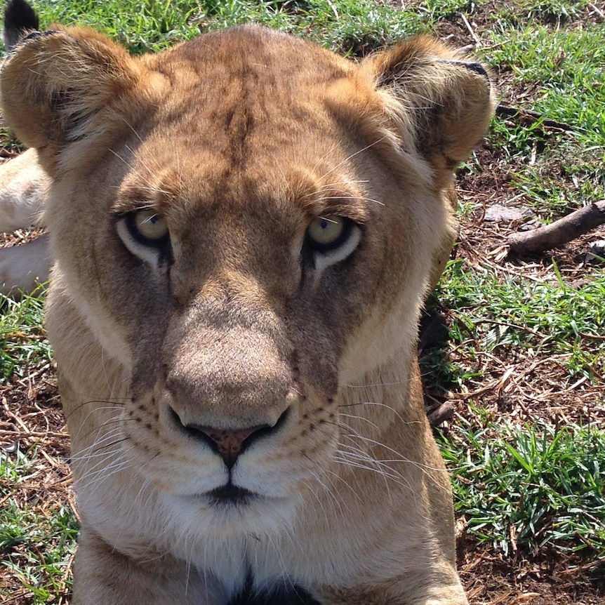 Lion at Darling Downs Zoo