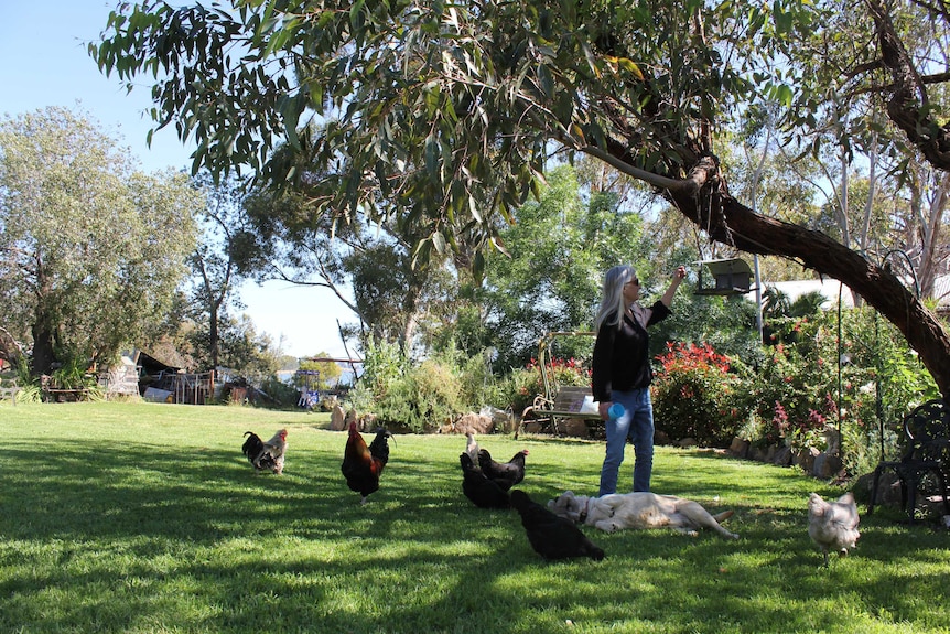 A woman tends to a bird feeder hanging from a gum tree. Chickens peck at the lawn below her and a yellow labrador stretches out.