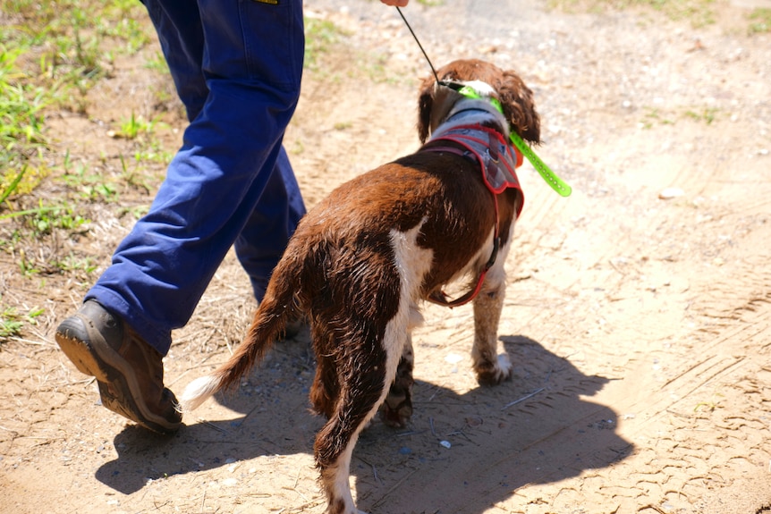 A human's legs walking alongside a dog.