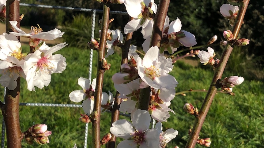 Almond tree in blossom in Evandale