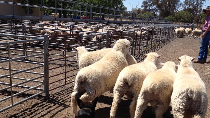 The docking length of a lambs tail is a big health issue