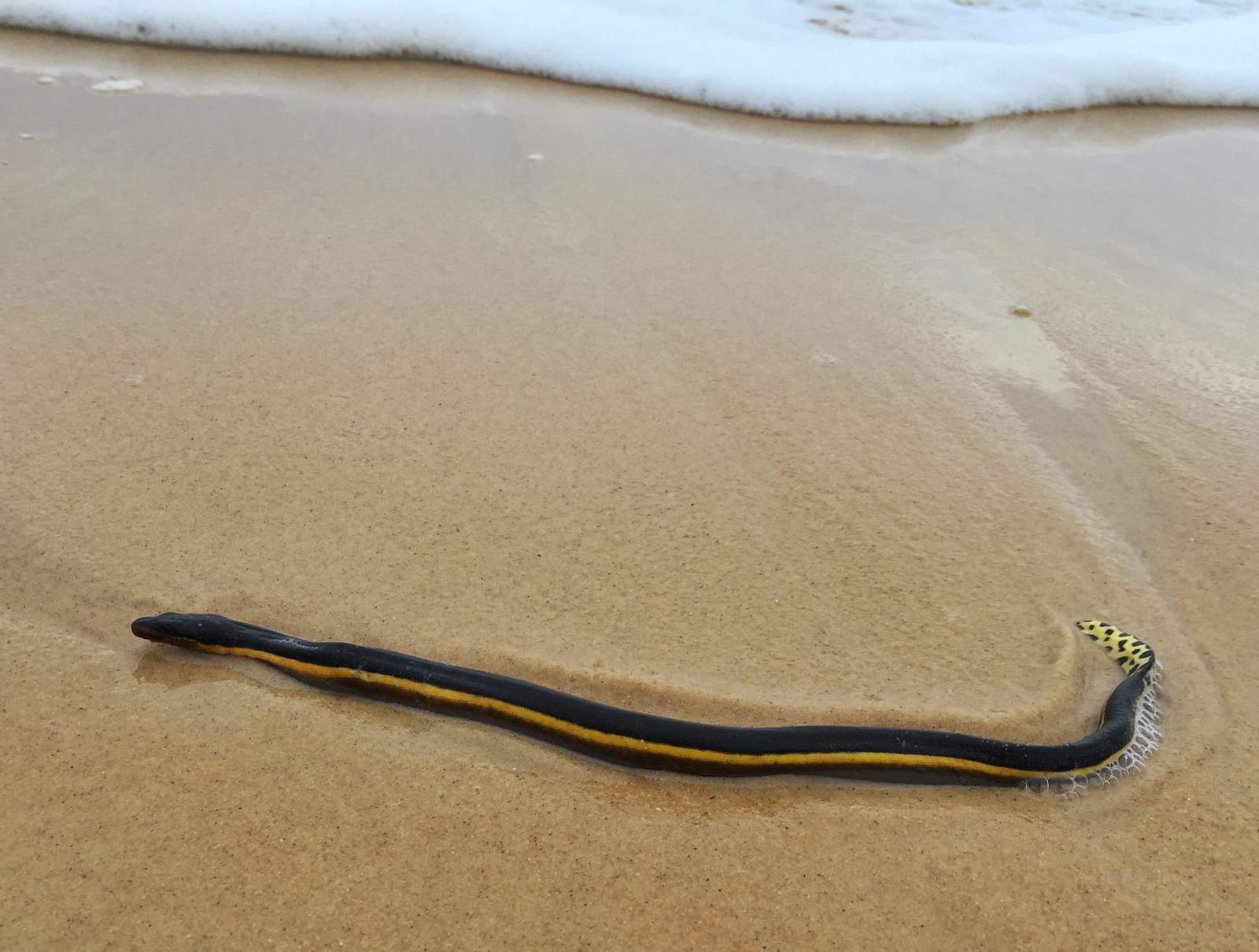 Hooknosed sea snake The Hook nosed sea snake. Based upon t. Flickr