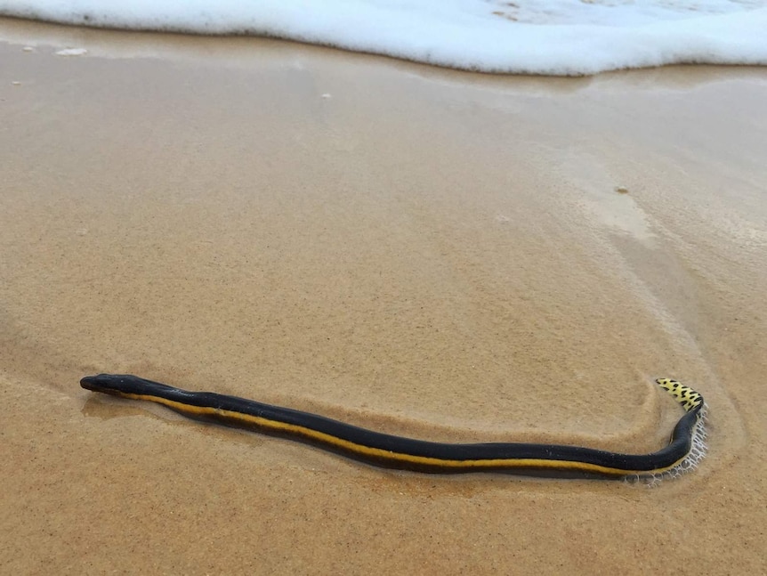 Yellow-bellied sea snake on Congo beach.