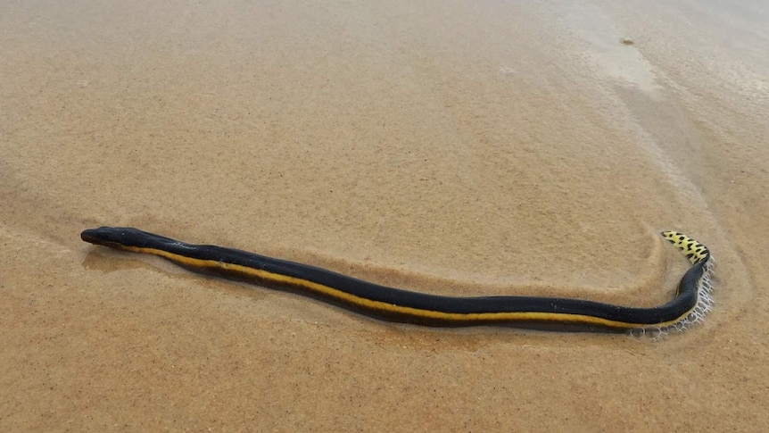 Yellow-bellied sea snake on Congo beach.
