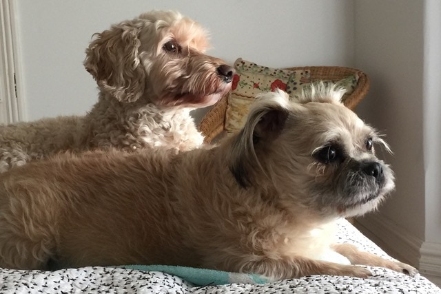 Two dogs sitting next to each other 