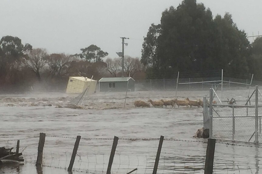 sheep in flood waters