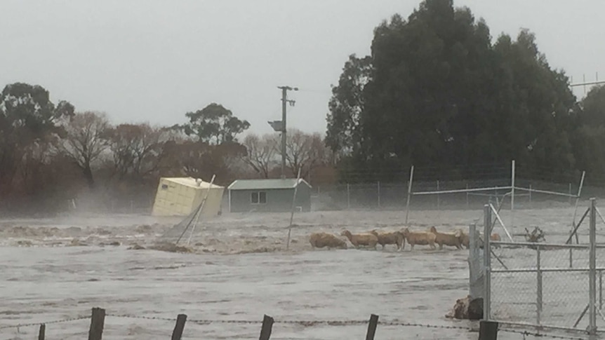 sheep in flood waters