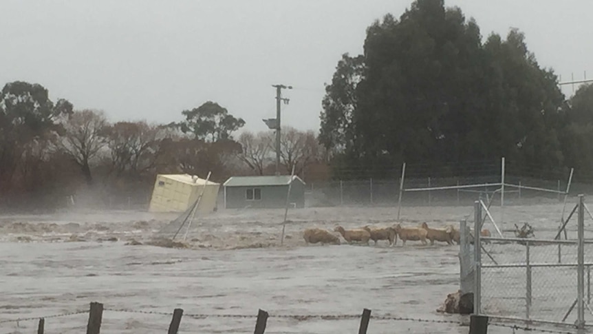 Stranded sheep in Ouse