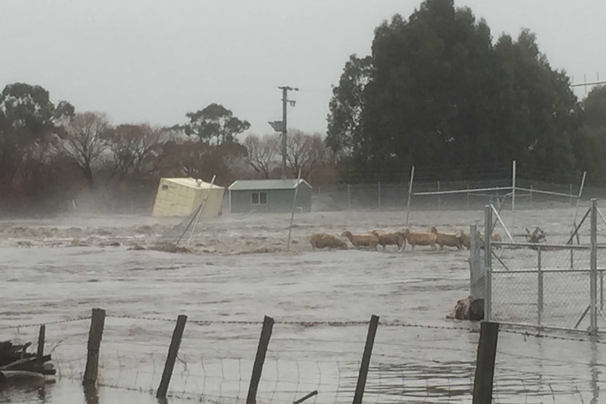 Stranded sheep in Ouse