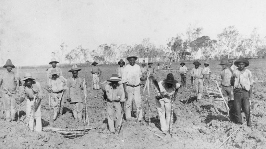 An archival image shows South Sea Islanders working on a sugar plantation in Queensland.