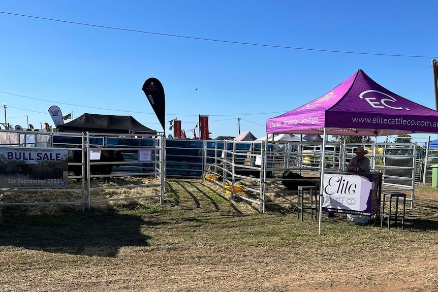 Fences and a marquee at an outdoor sale yard.