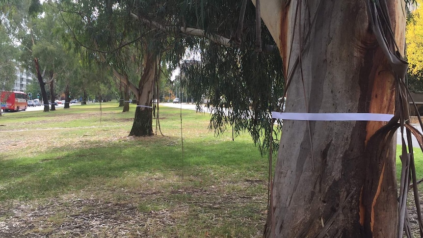 Trees marked with ribbons by light rail protesters, 30 April 2016