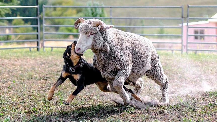 A kelpie bits the nose of a sheep as it runs along side it in a yard.