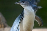 A little penguin at the zoo.