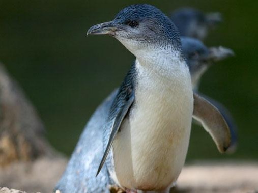 A little penguin at the zoo.