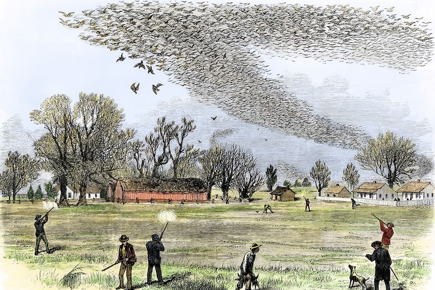 A drawing showing hunters shooting at a large flock of passenger pigeons