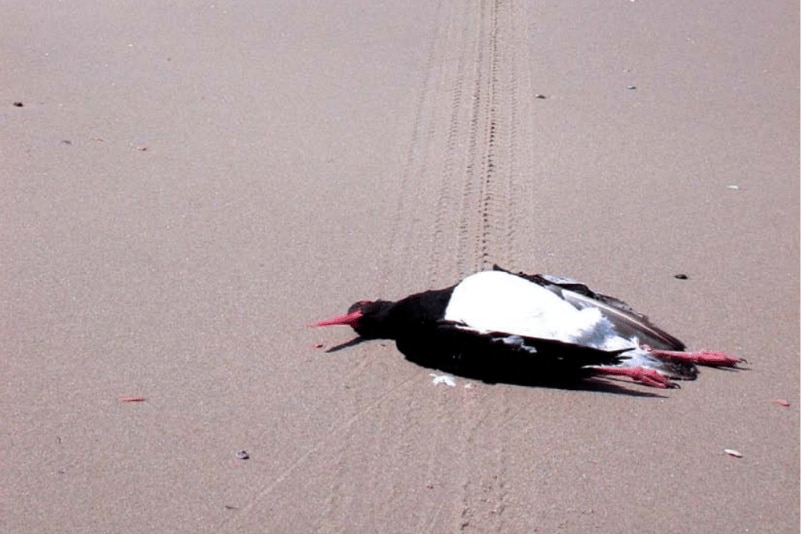 Dead Pied Oystercatcher laying in tyre tracks on a beach in Sth Ballina