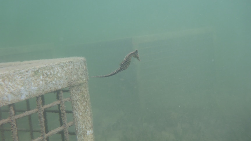 a seahorse floating away from a cage underwater