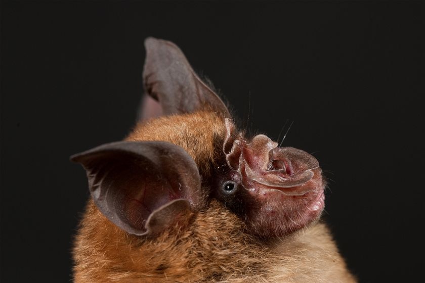 A close up of a Chinese horseshoe bat
