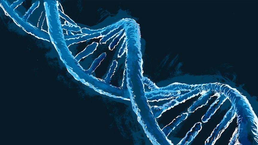 DNA molecule