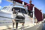 A close-up shot of a cat standing on the deck of a boat, with his owner watching him in the background.