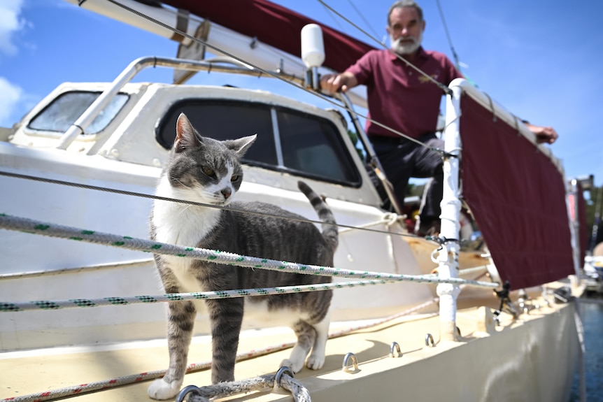 A close-up shot of a cat standing on the deck of a boat, with his owner watching him in the background.