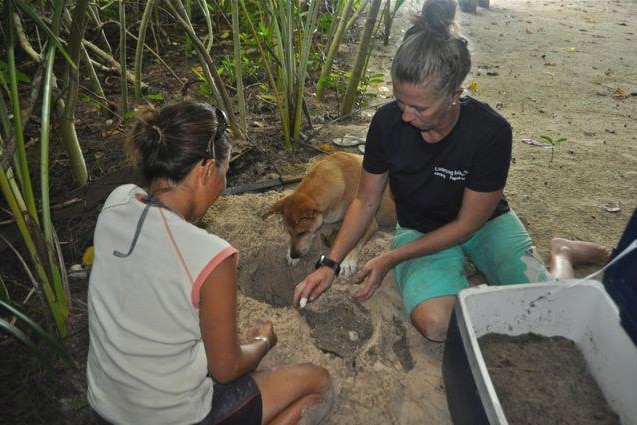 Two women sit on the sand, placing turtle eggs in a hole, with a ginger dog looking into the hole.