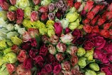 A huge bunch of multi-coloured roses