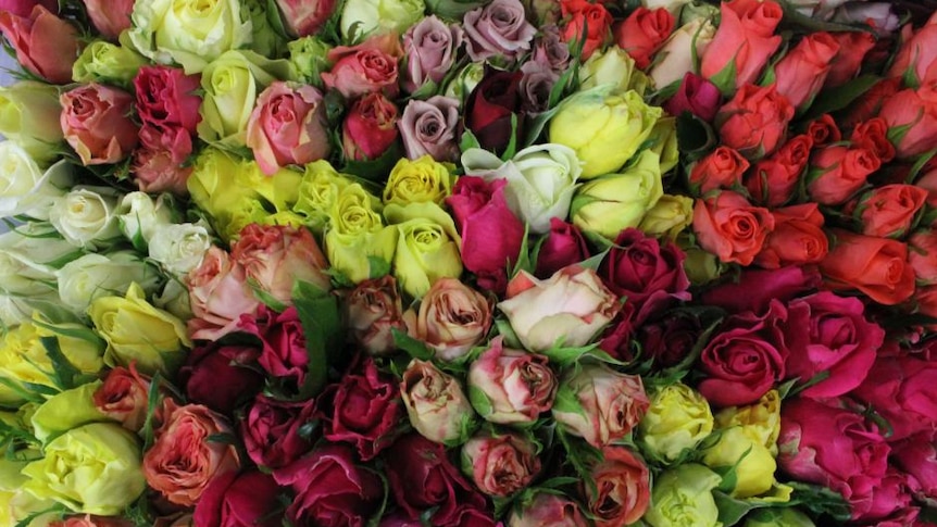 A huge bunch of multi-coloured roses