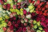 A huge bunch of multi-coloured roses