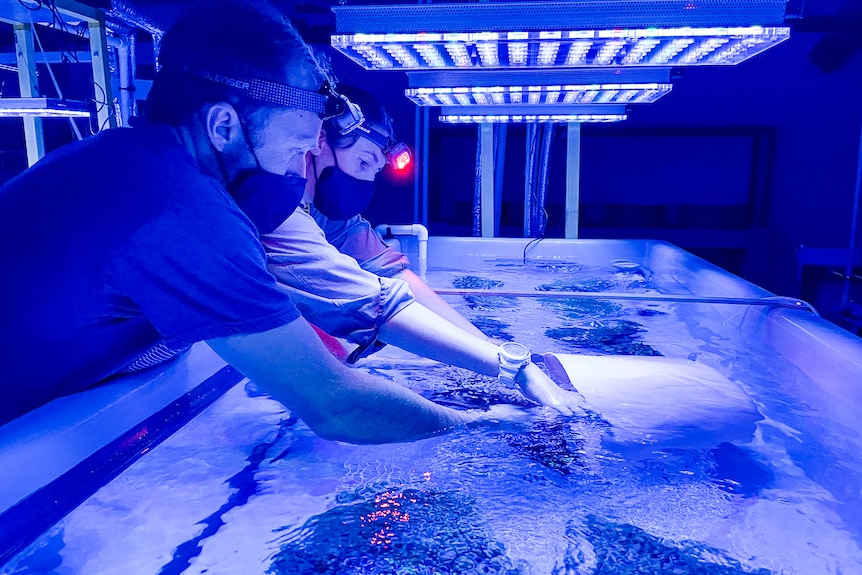 Two scientists inspecting coral in a water tank under a blue light