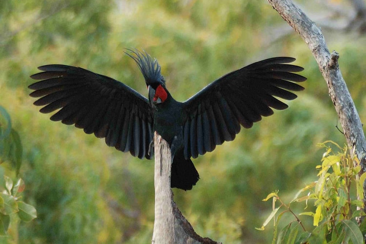 One red and black Palm Cockatoo spreads out its wings on a tree in Queensland