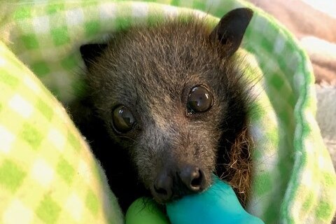 A small baby flying fox with hair sucks on a teet while bundled up in a green chequered blanket.