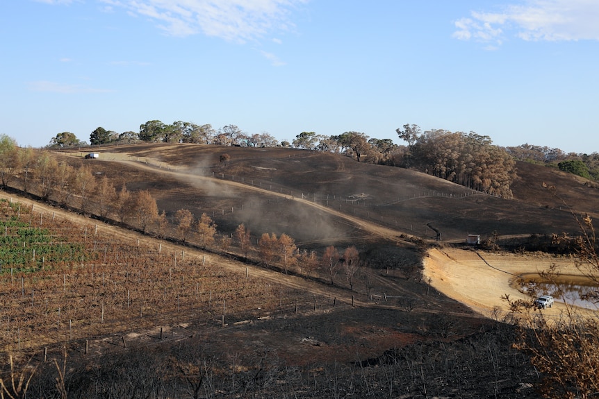 Blackened vineyards on a hillside in the Adelaide Hills.