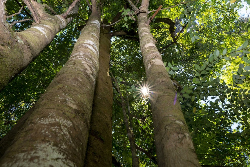 Sassafras tree in old growth forest on the Lady Binney Track in Maydena, Tasmania