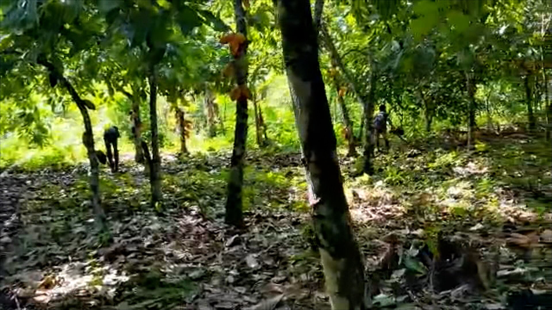 Children work with machetes, clearing weeds on a cocoa farm. - ABC News