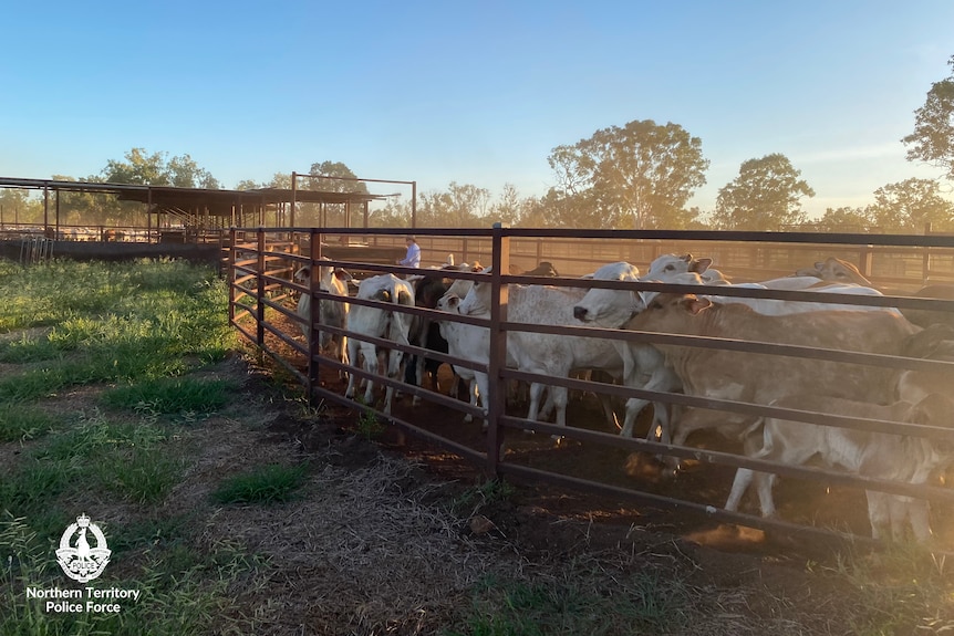 Cattle in yards on an outback station.