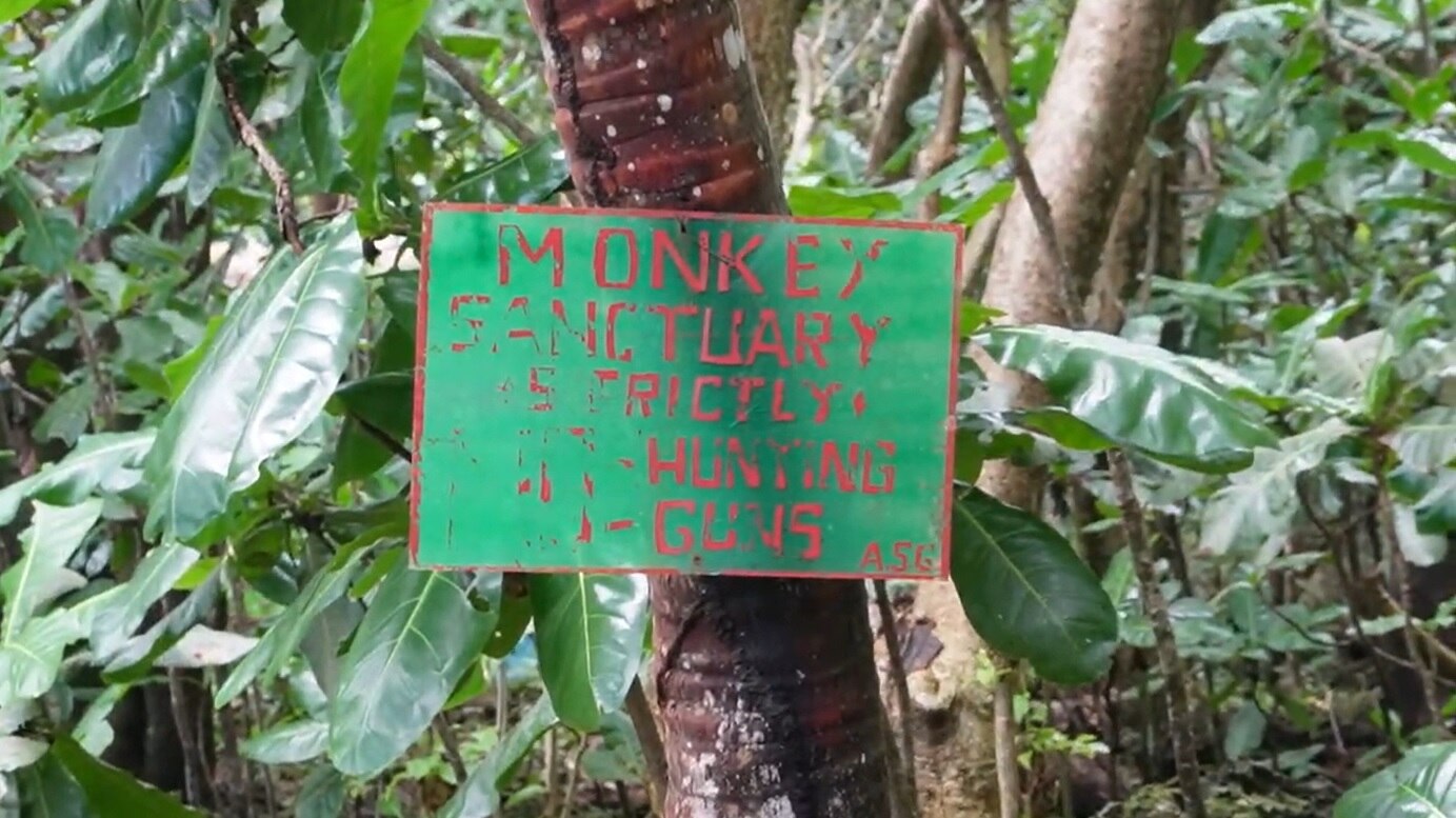 A faded and rusted monkey sanctuary sign in the rainforest.