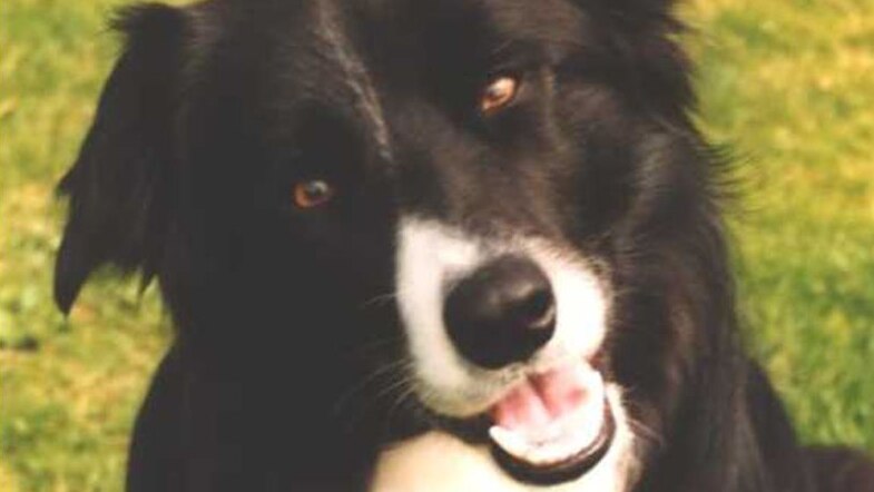 A black and white border collie dog with his mouth open