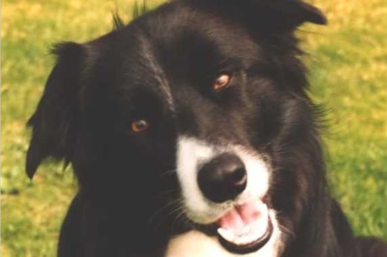 A black and white border collie dog with his mouth open