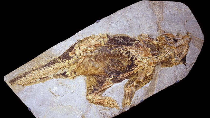 The full Psittacosaurus fossil.