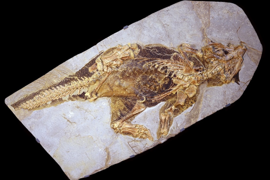 The full Psittacosaurus fossil.
