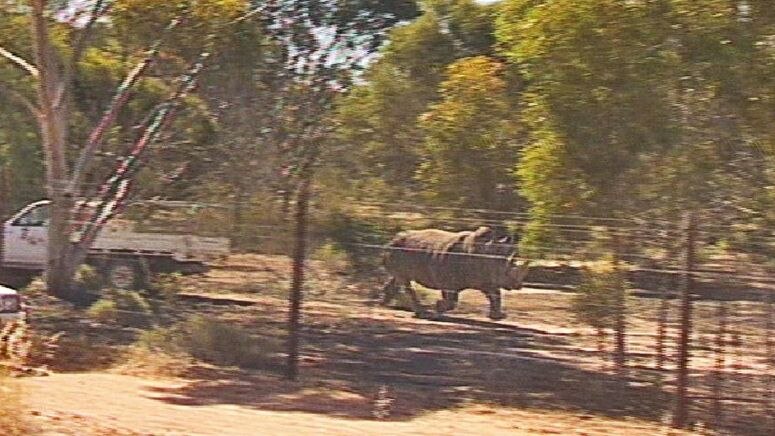 Horny: White rhinoceros on the run after breaking out of enclosure in search of company