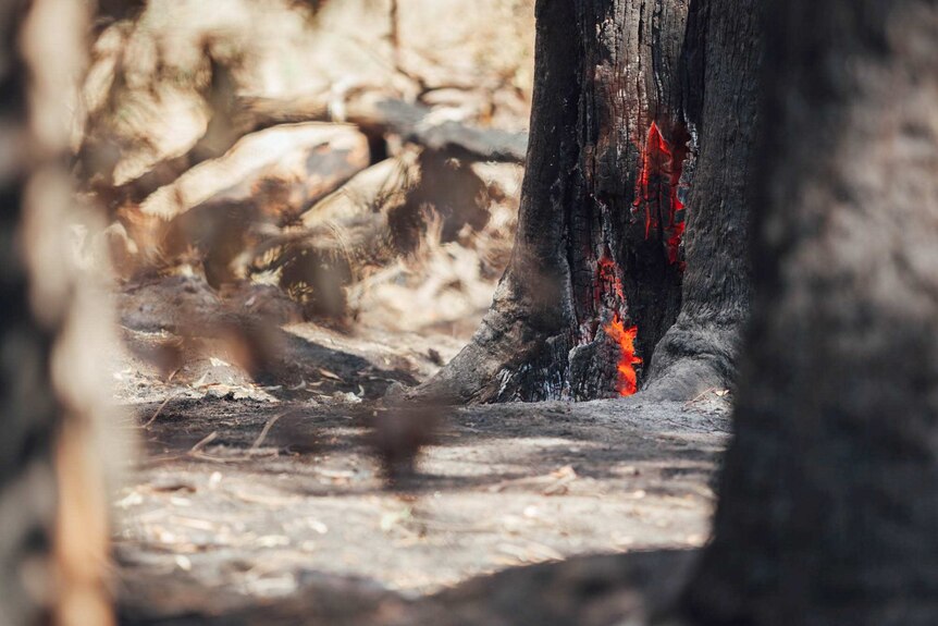 The base of a fire damaged tree with embers still burning.