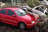 Car under fallen tree after Brisbane storm